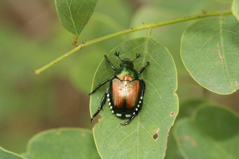 Popillia Japonica