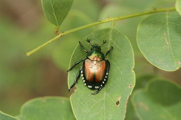 Popillia Japonica